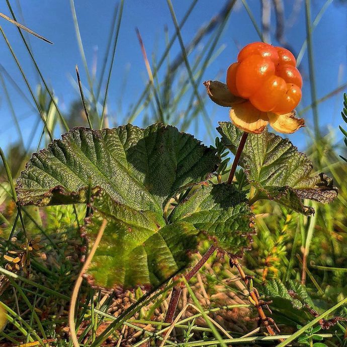 04082019 perkvalvik