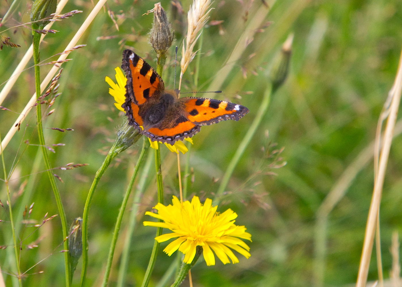 190815v-sommerfugl.jpg