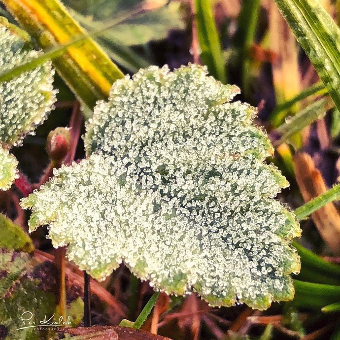 Perkvalvik frost i marka.jpg