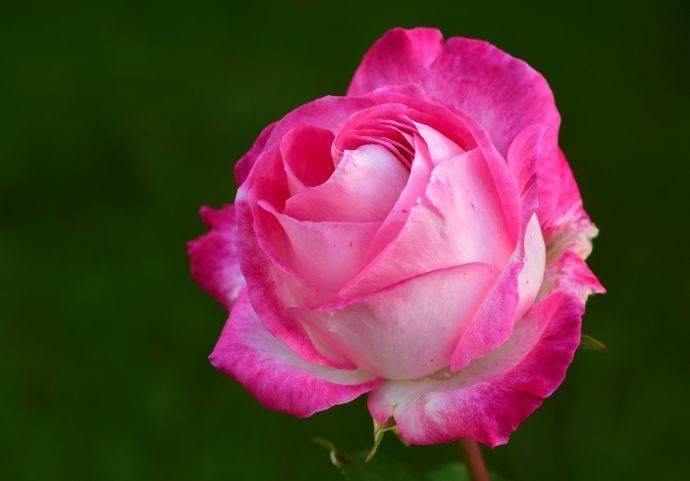 rose pixabay