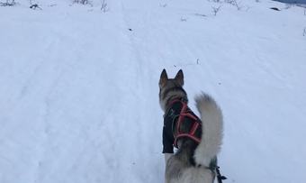 311219 balderhusky Snart på toppen i tung våt snø