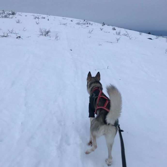 311219 balderhusky Snart på toppen i tung våt snø