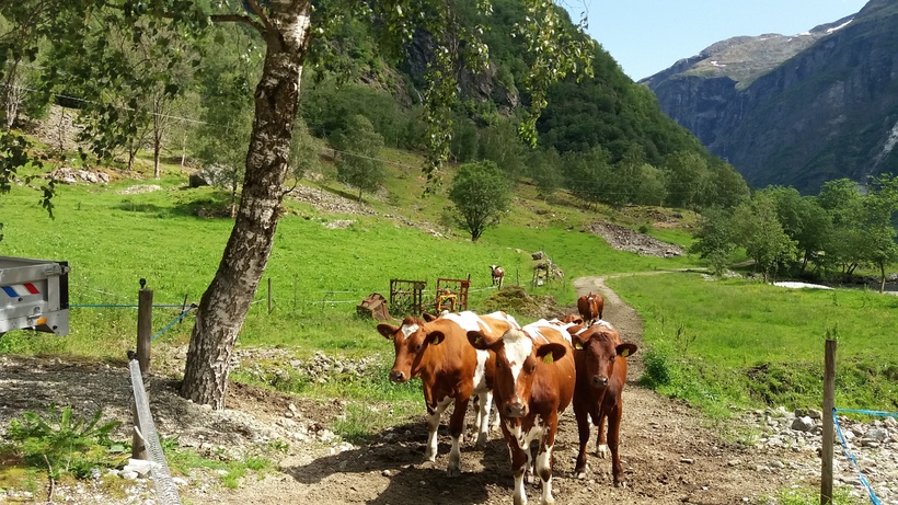 Kyr på beite