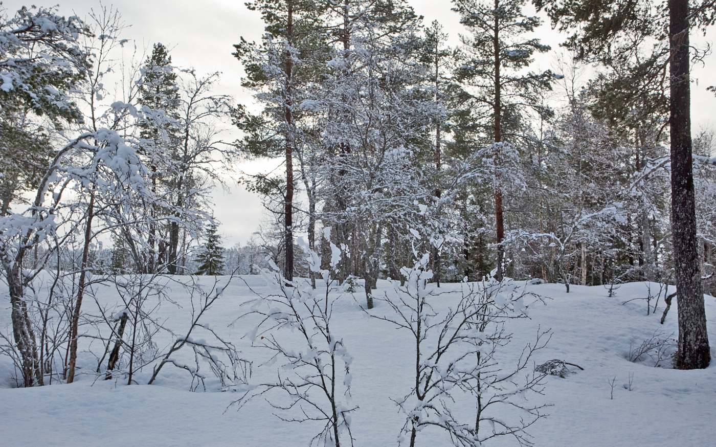 200219d-skog.jpg