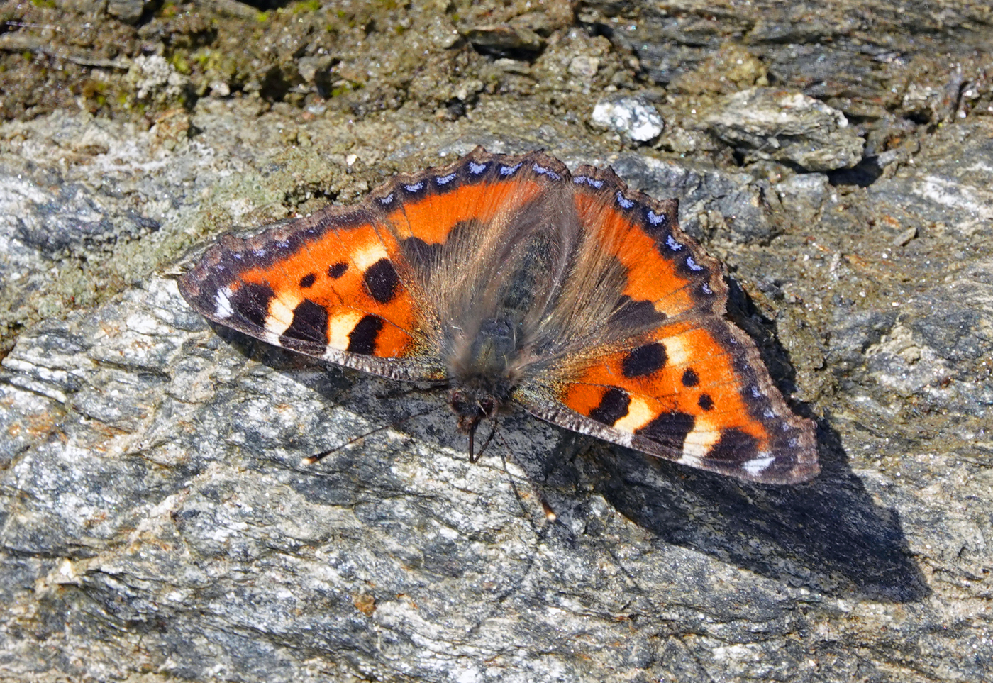 200407n-sommerfugl.jpg