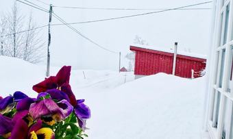 120420 ingeborgsande stemor i snø