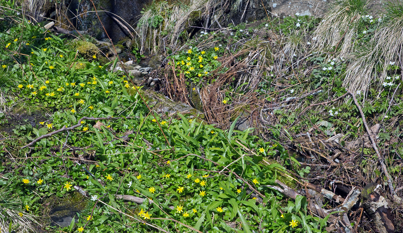 200420r-blomster.jpg