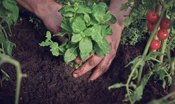 Planting foto Felleskjøpet