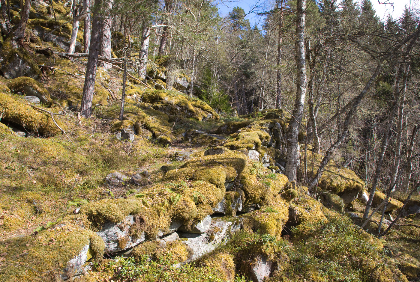 200501d-mur.jpg