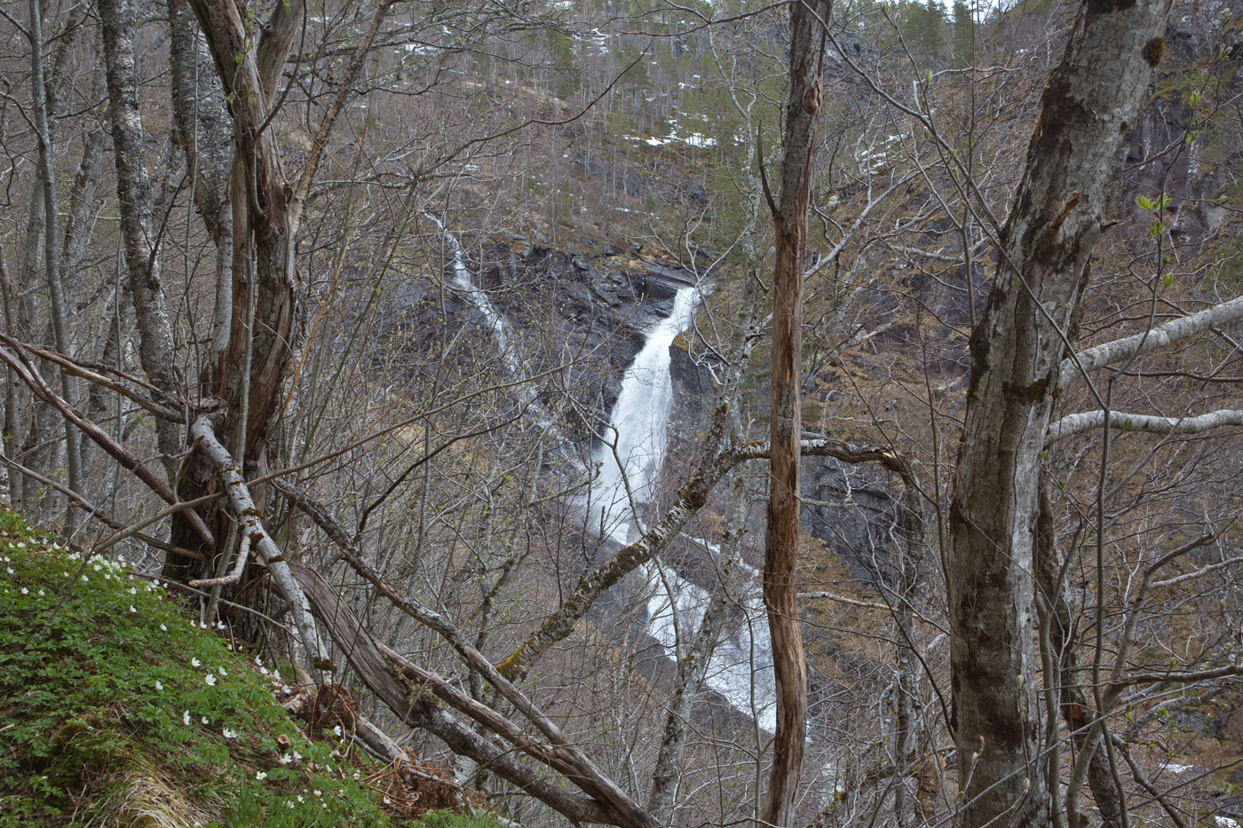 200501n-foss.jpg