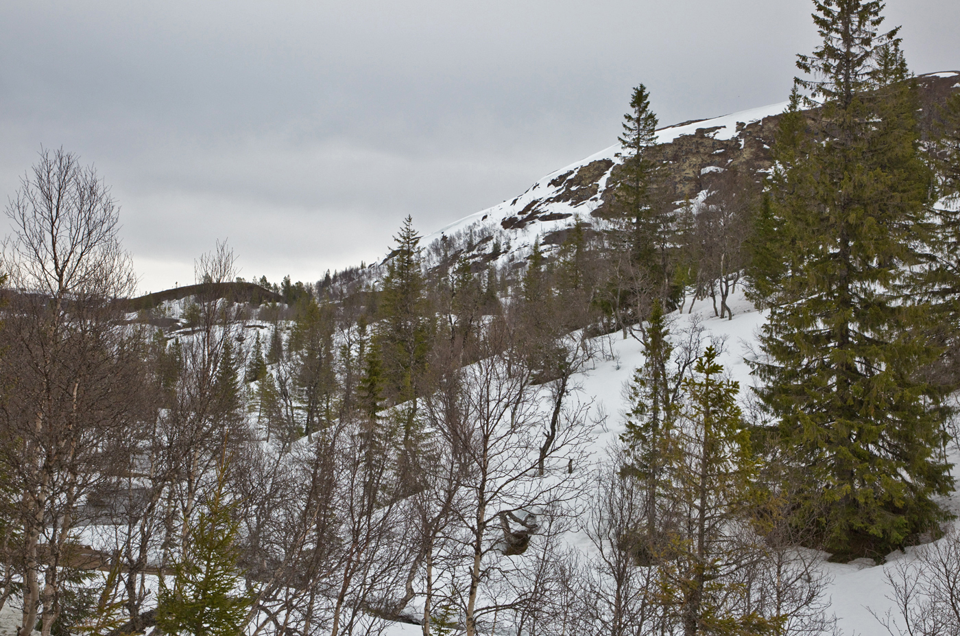 200526i-snøskog.jpg