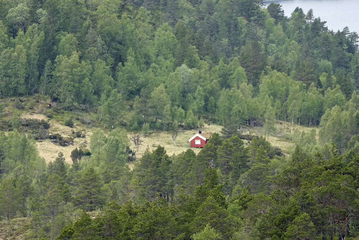 200604f-seter.jpg