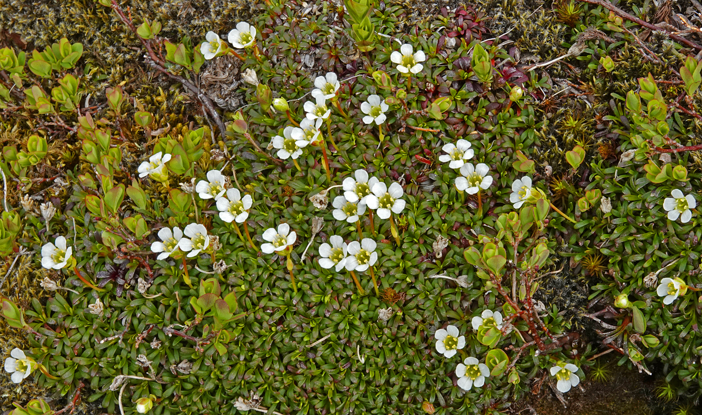 200604k-fjellpryd.jpg
