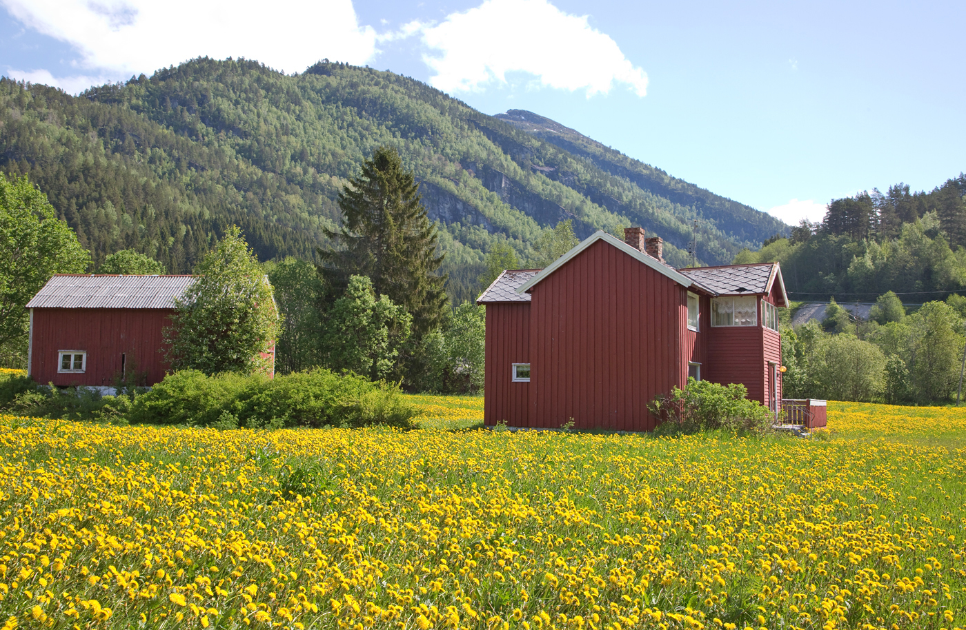 200605i-løvetann.jpg