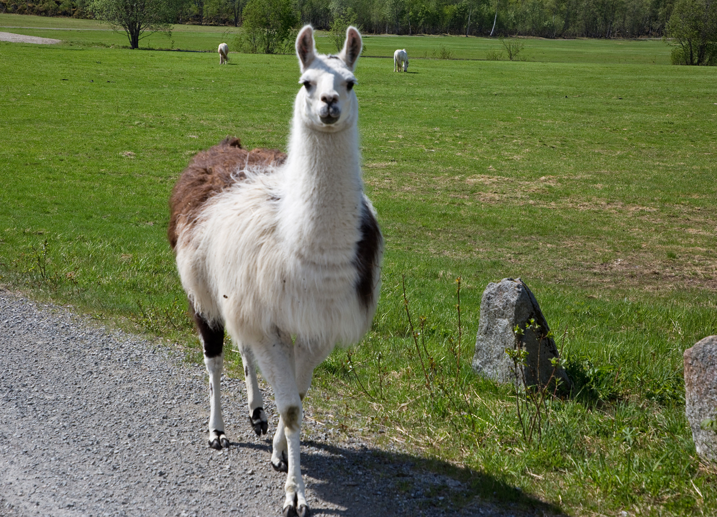 200605o-lama.jpg