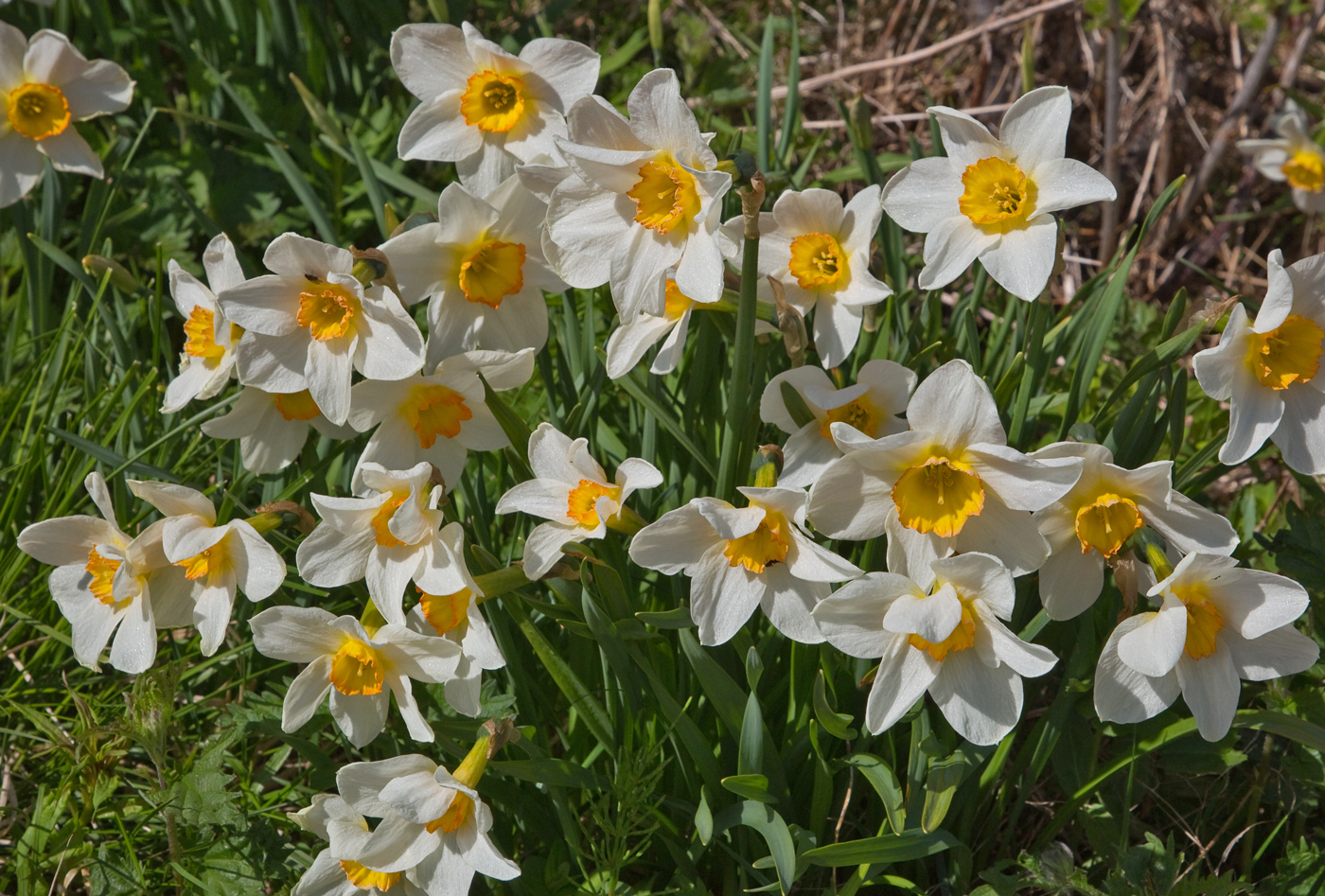 200605p-blomst.jpg