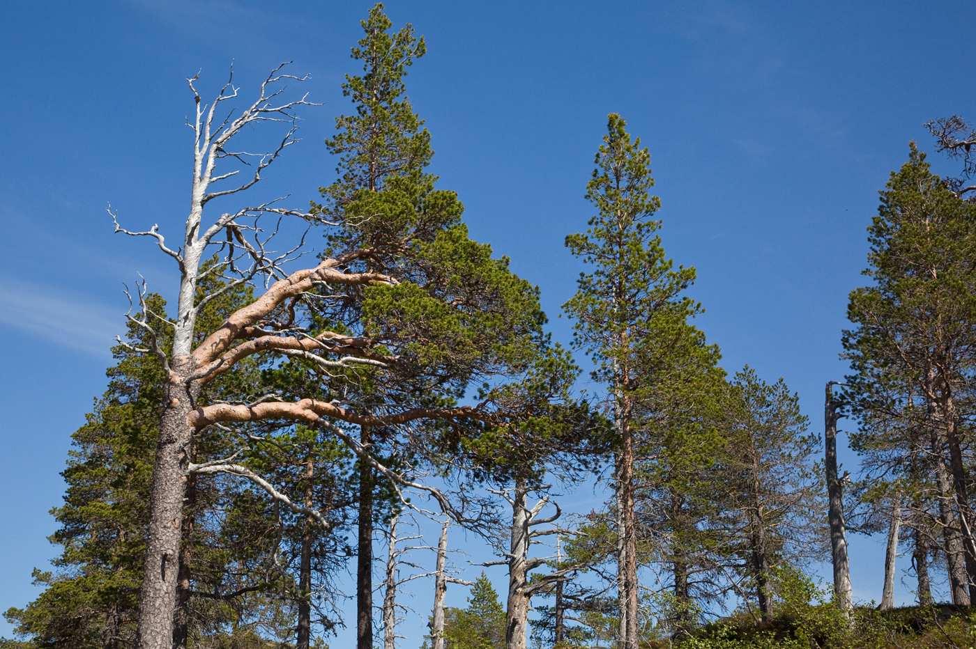 200612k-gadd.jpg