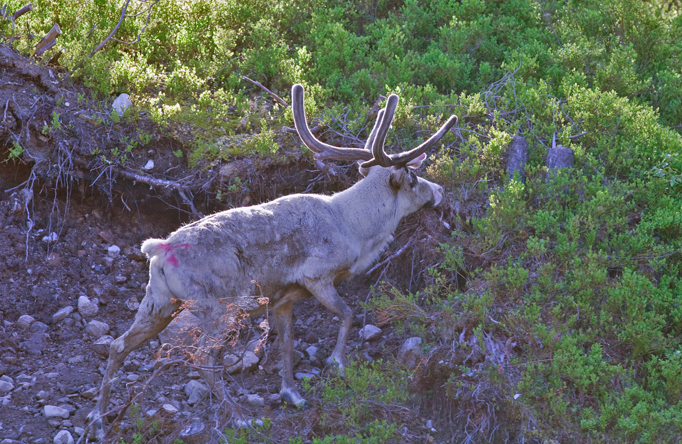 200614d-reinsdyr.jpg