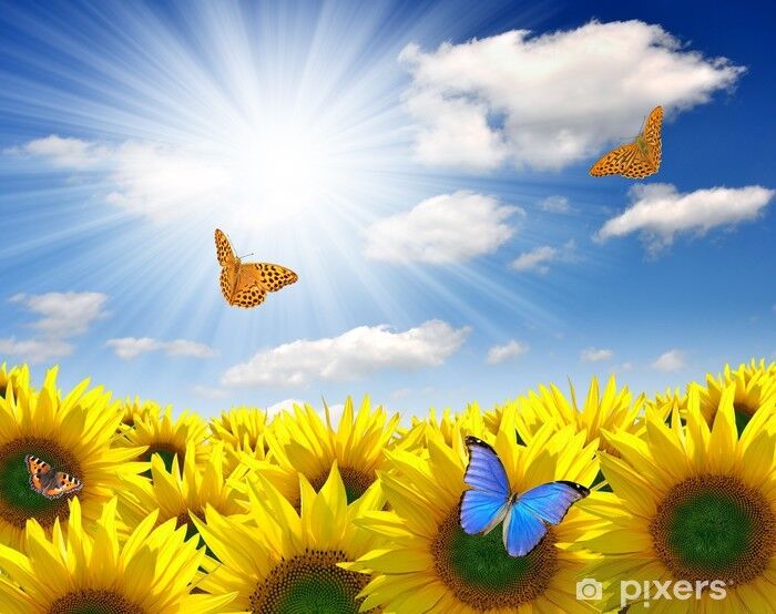 Summer sun over the sunflower field