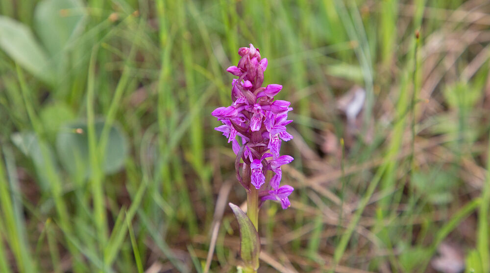 200707a-blomst