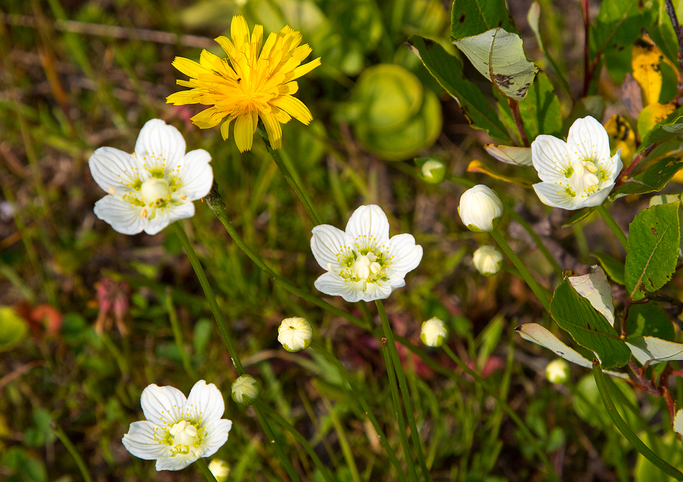 200811l-blomster.jpg