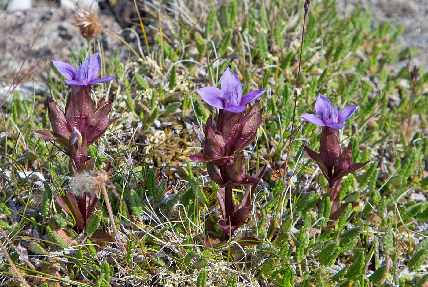 200814q-bakkesøte.jpg