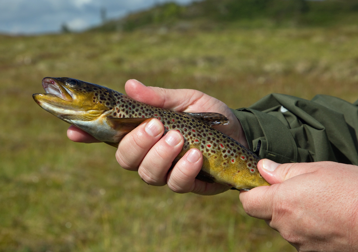 200820g-fisk.jpg