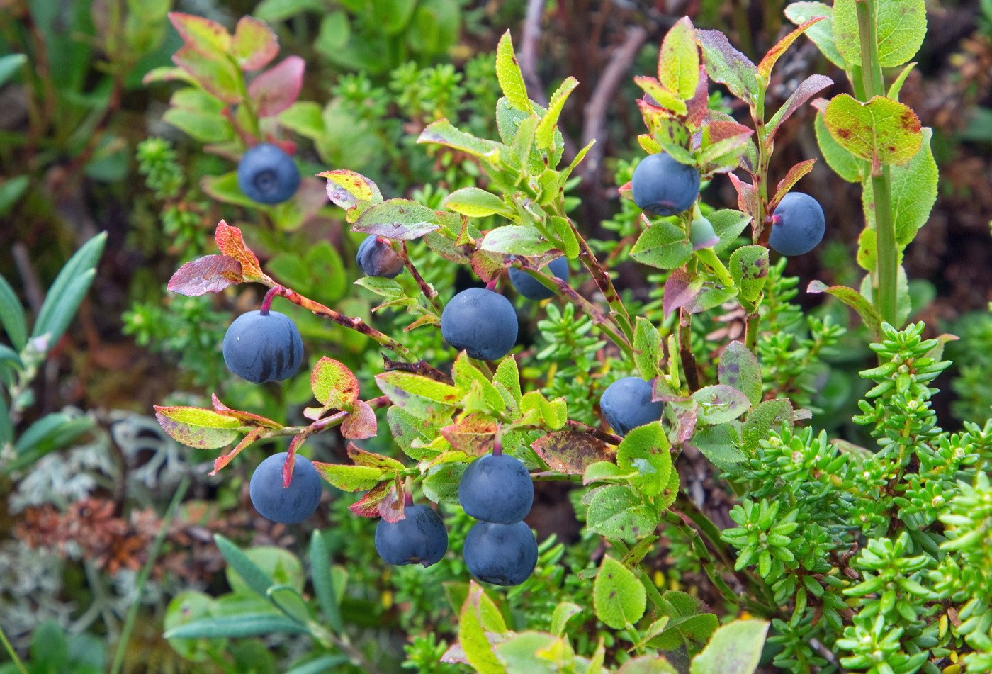 200820i-blåbær.jpg