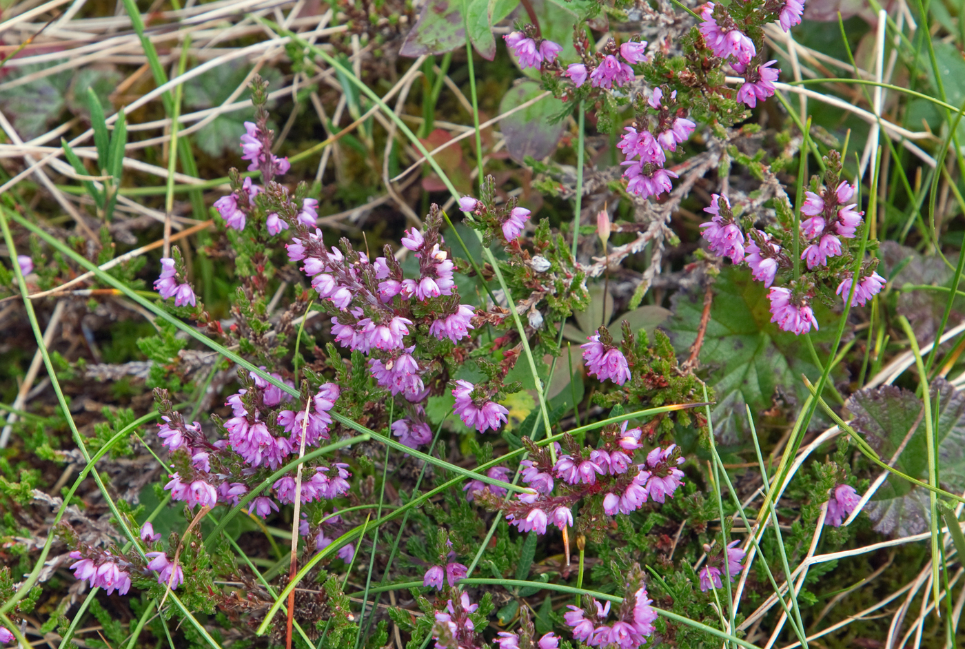 200820m-røsslyng.jpg
