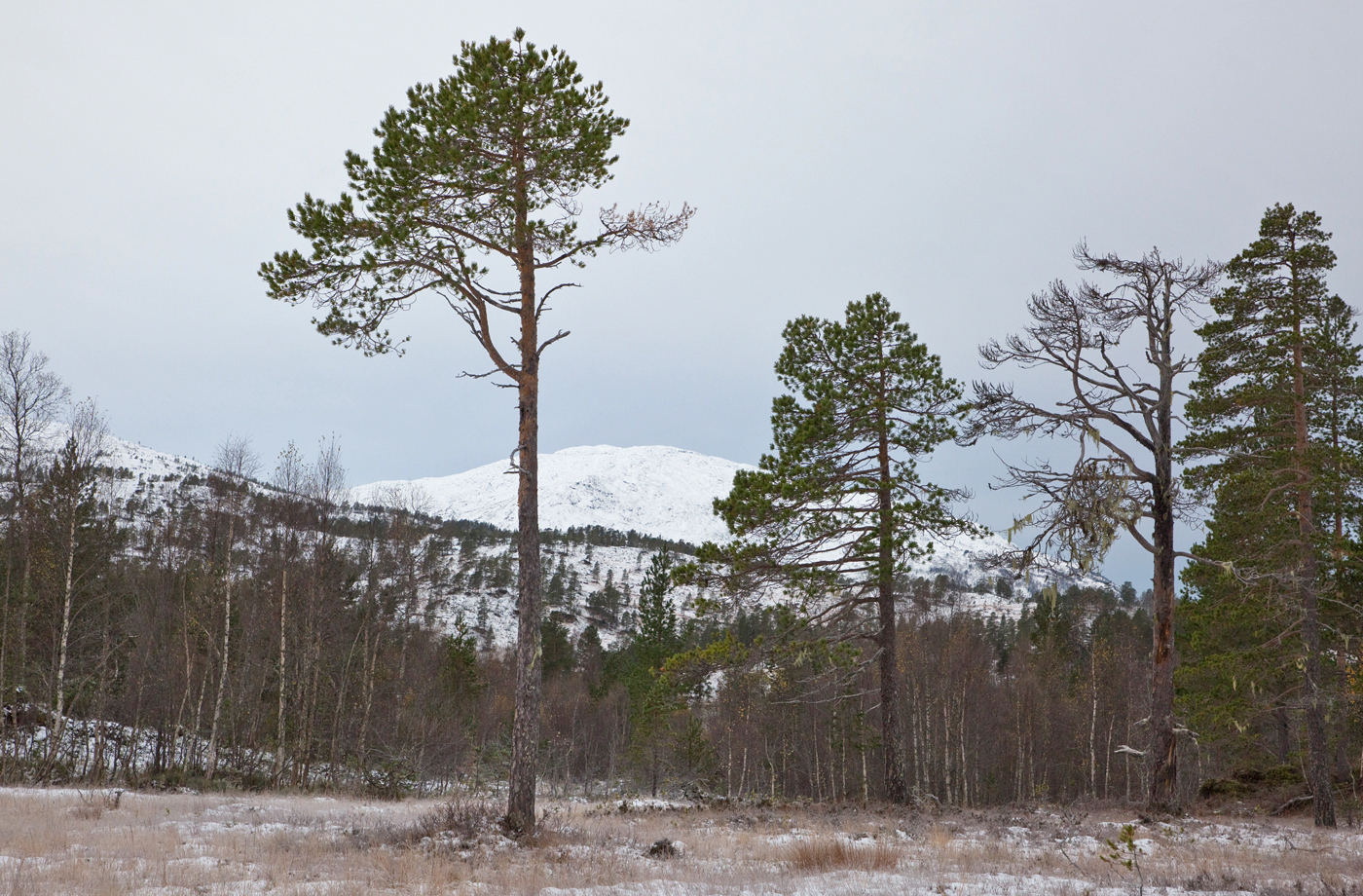 201020d-Sandfjellet.jpg