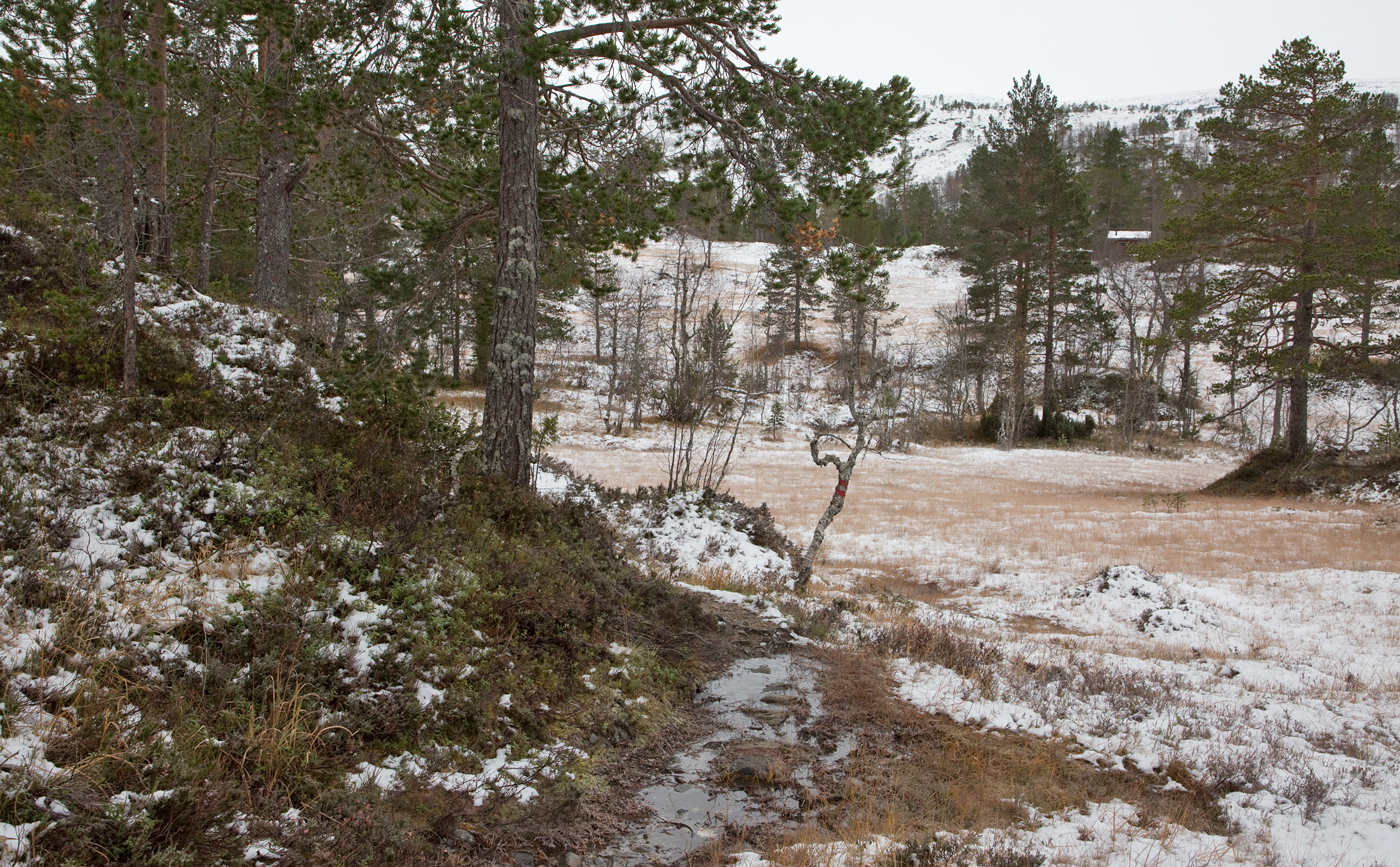 201020e-Bjønnarabben.jpg