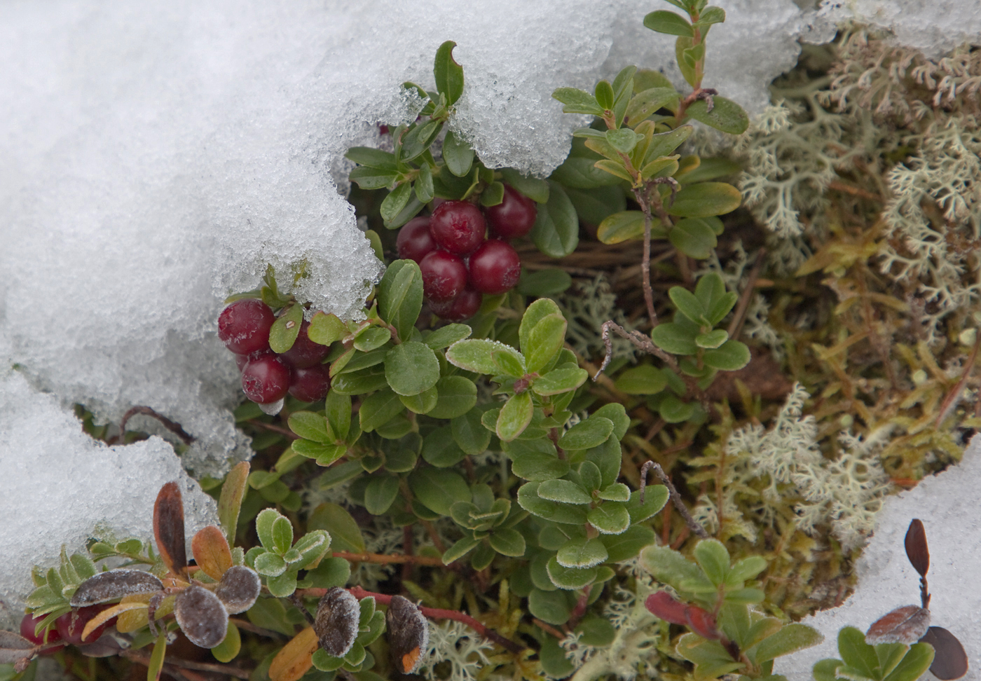 201020g-tyttebær.jpg
