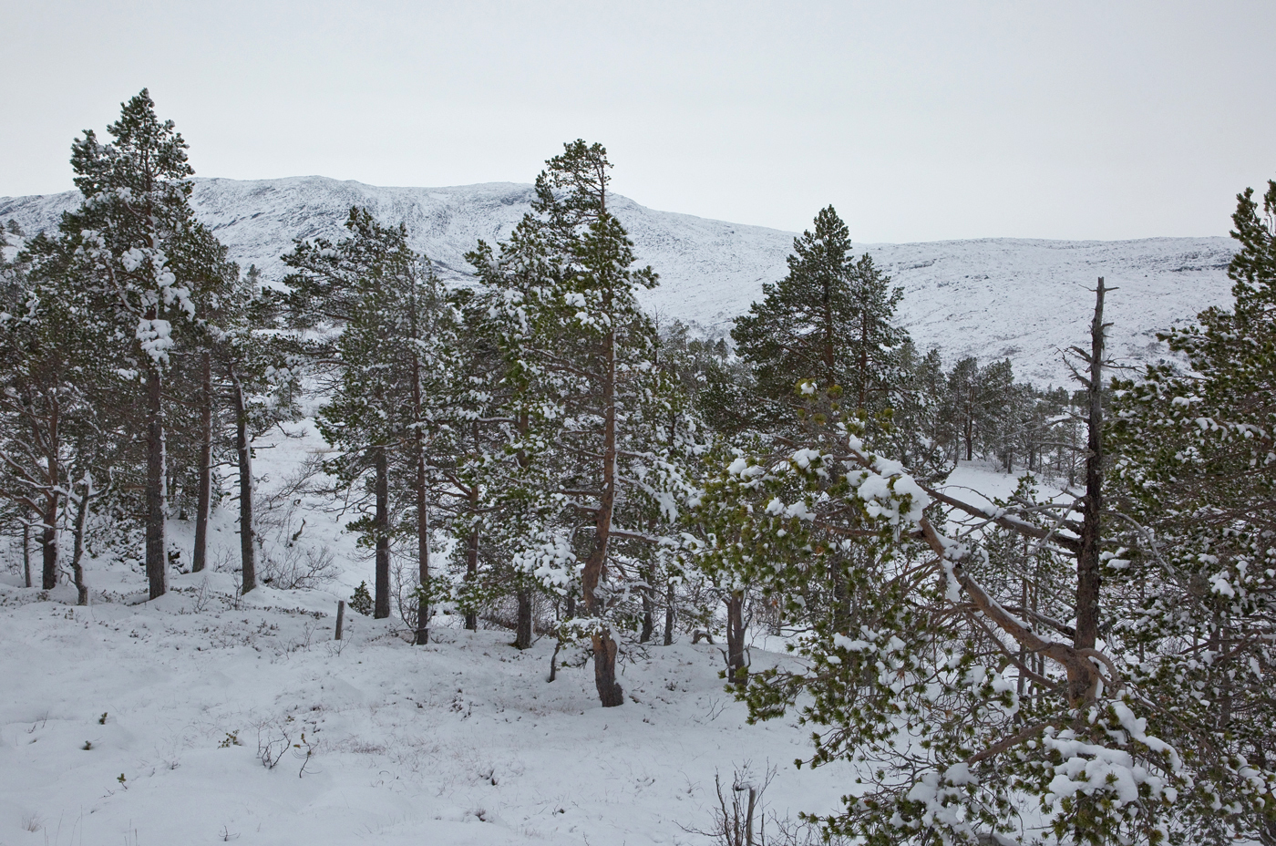 201020h-skog.jpg