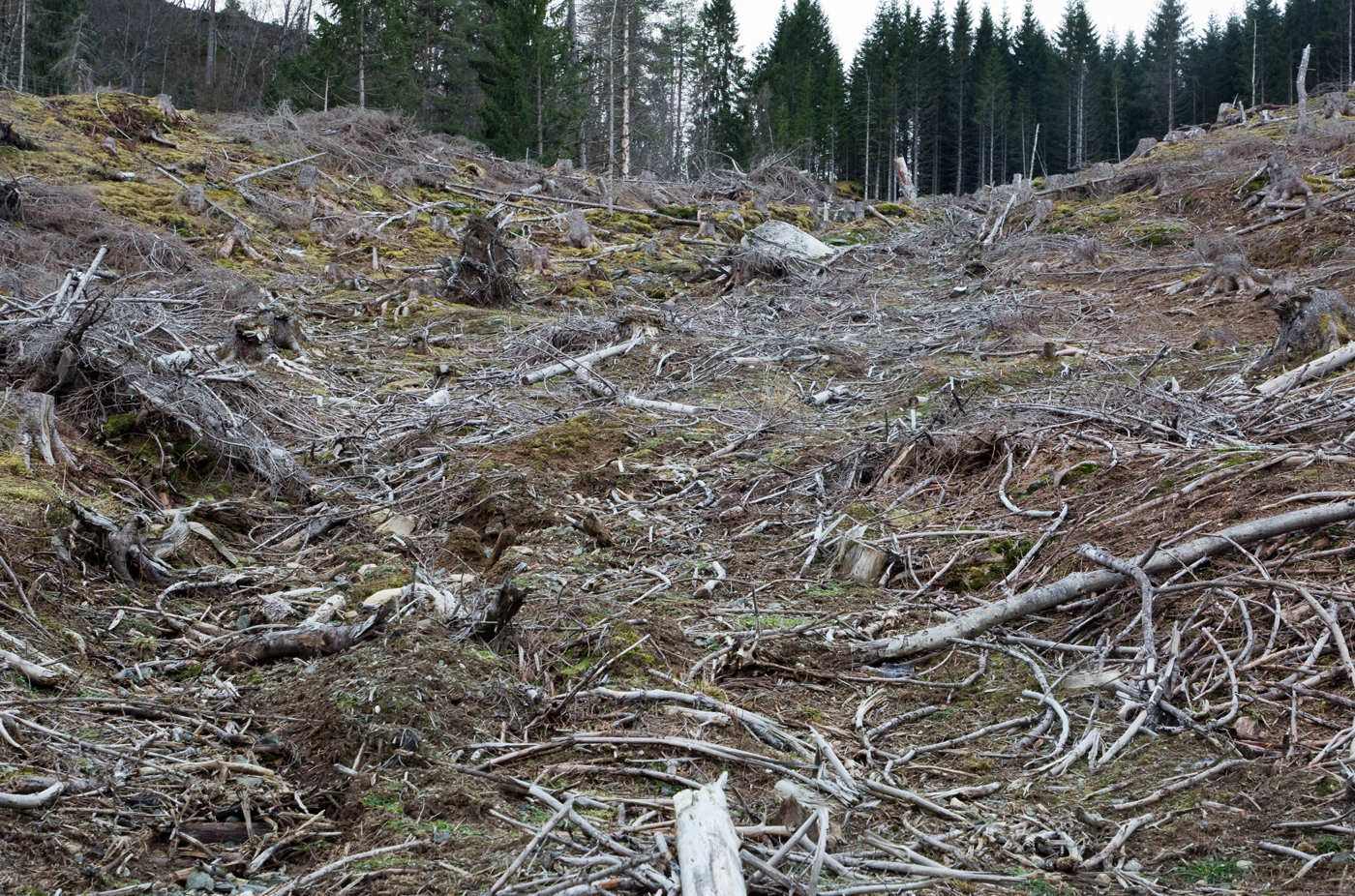 201221c-snauhogst.jpg