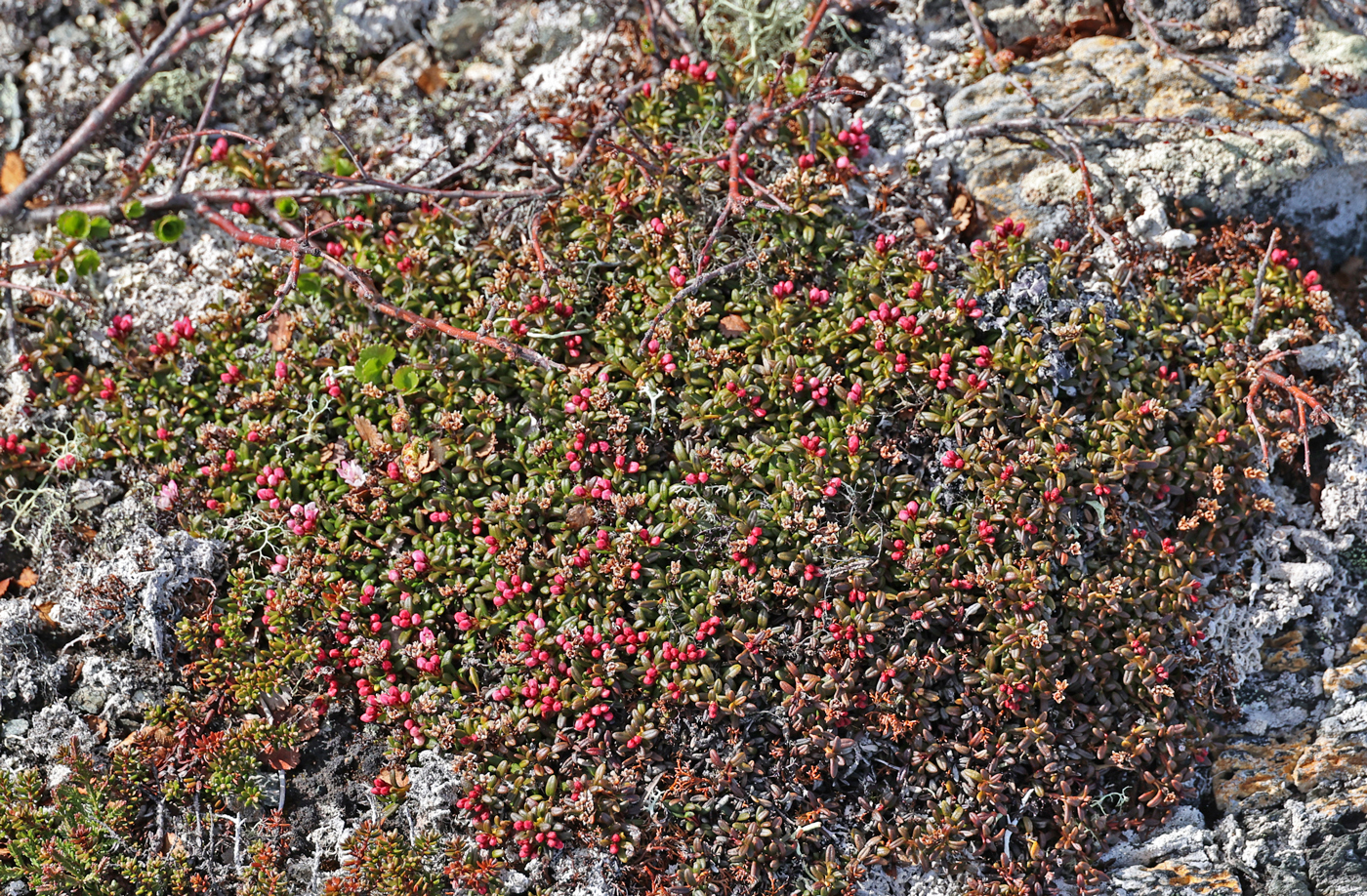 210522g-greplyng.jpg