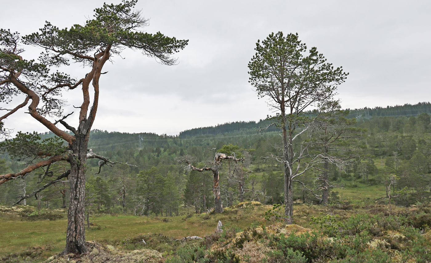 210624d-skog.jpg
