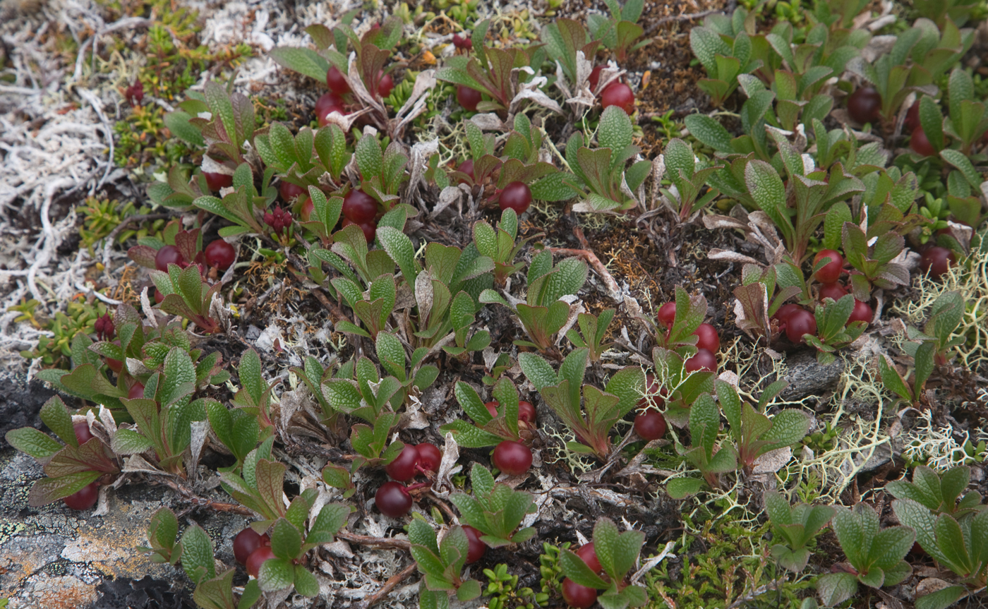 210727d-rypebær.jpg