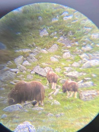 Musk Ox,Dovre,Norway,moskus,moskusokse,dovrefjell