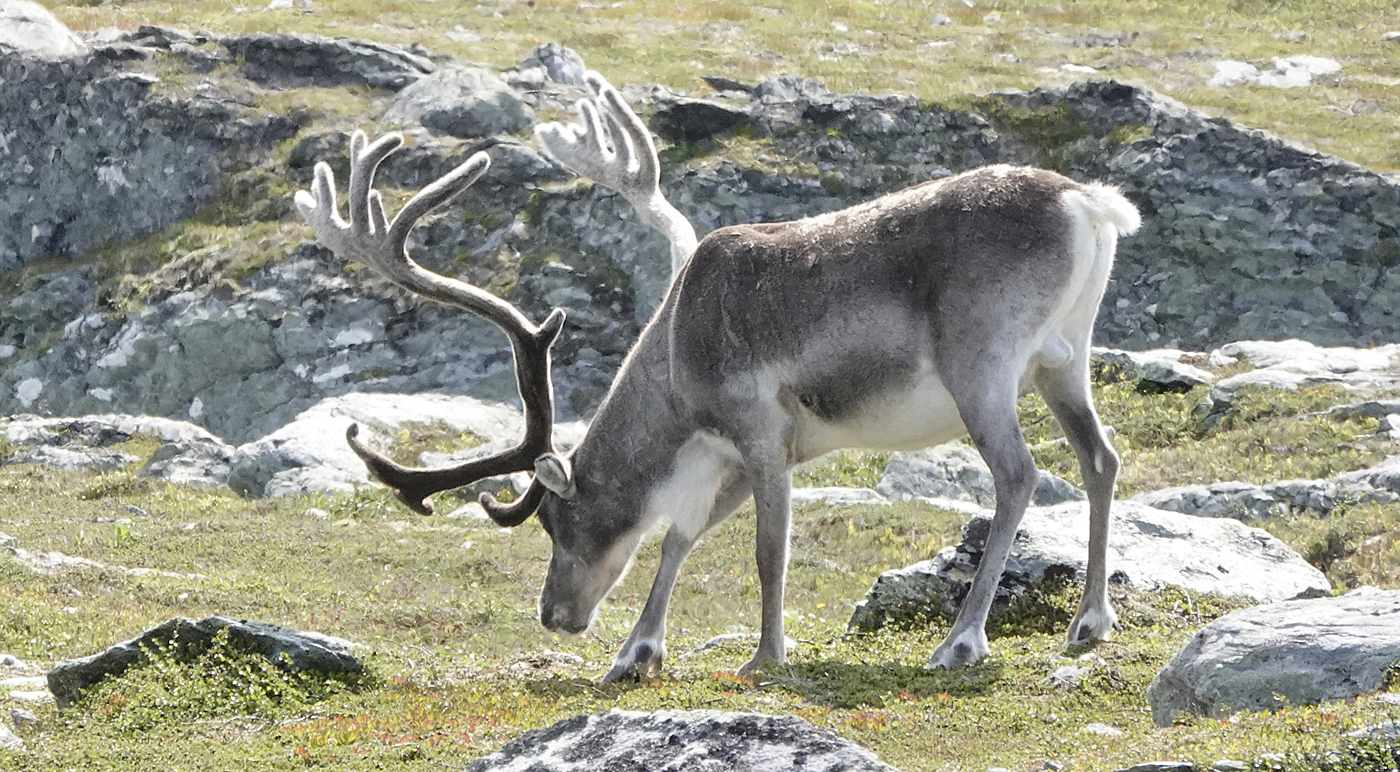 210804l-reinsdyr.jpg