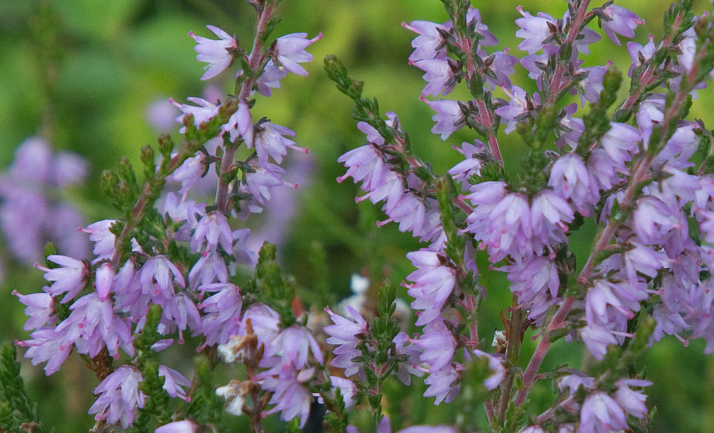 210807e-røsslyng.jpg