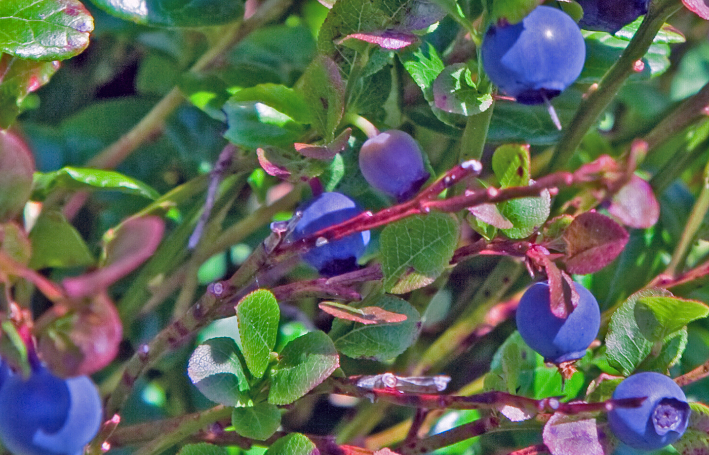 210811c-blåbær.jpg
