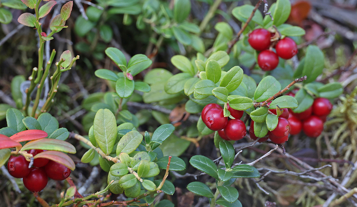 210822k-bær.jpg
