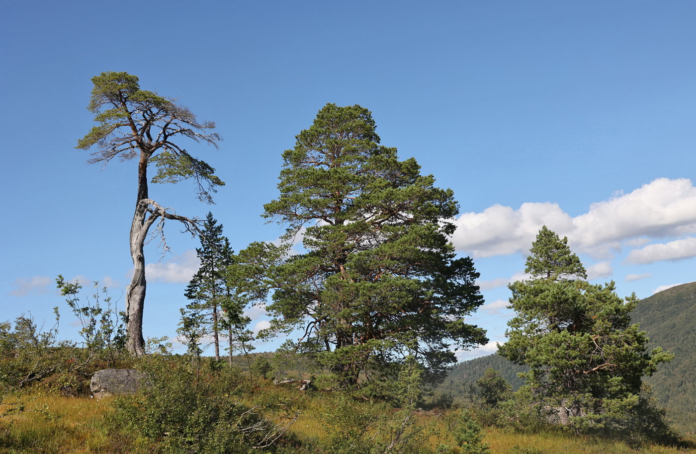 210827g-furutrær.jpg