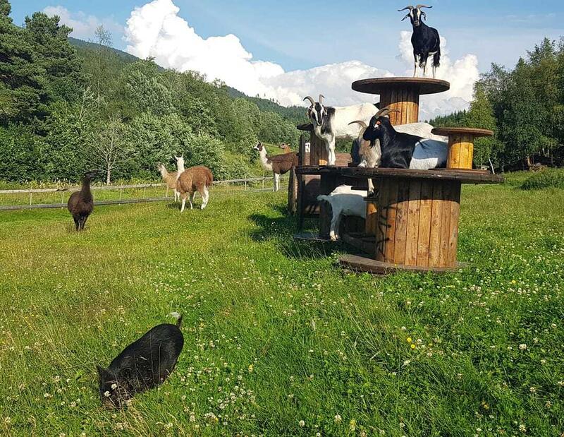 IMG_20210713_190009_416