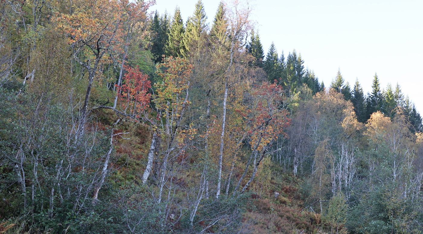 210917f-skog.jpg