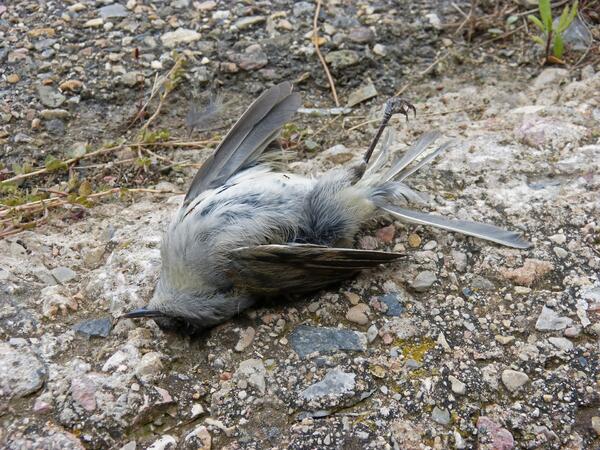 dead-bird-g1fb8d8e11_1920