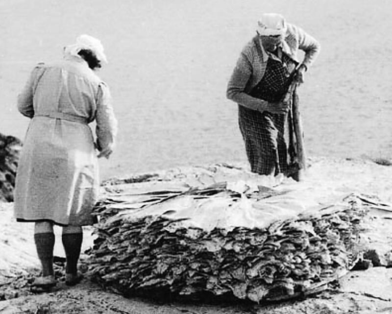 0724 e Tema Bacalao (30) (1)