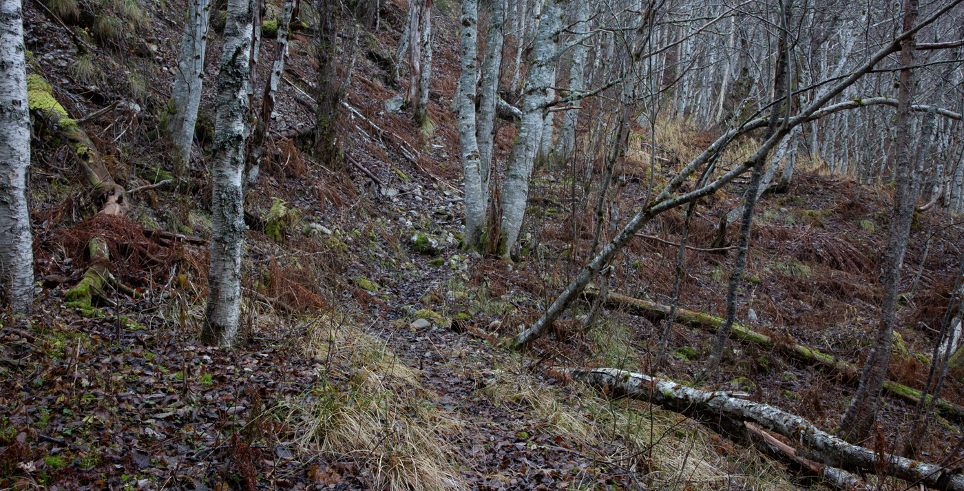 221109bSti.jpg