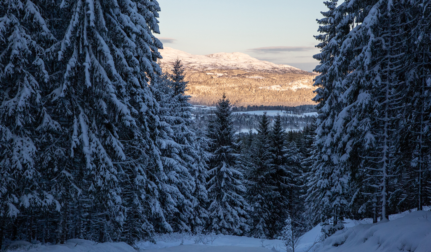221209hSkog.jpg