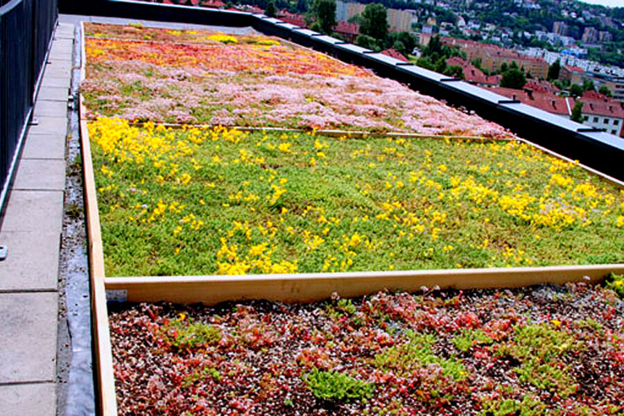 Ulike typer vegetasjon testes ut på taket av Undervisningsbygg på Helsfyr i Oslo. Foto: Anne Sofie Gjestrum, Miljødirektoratet 